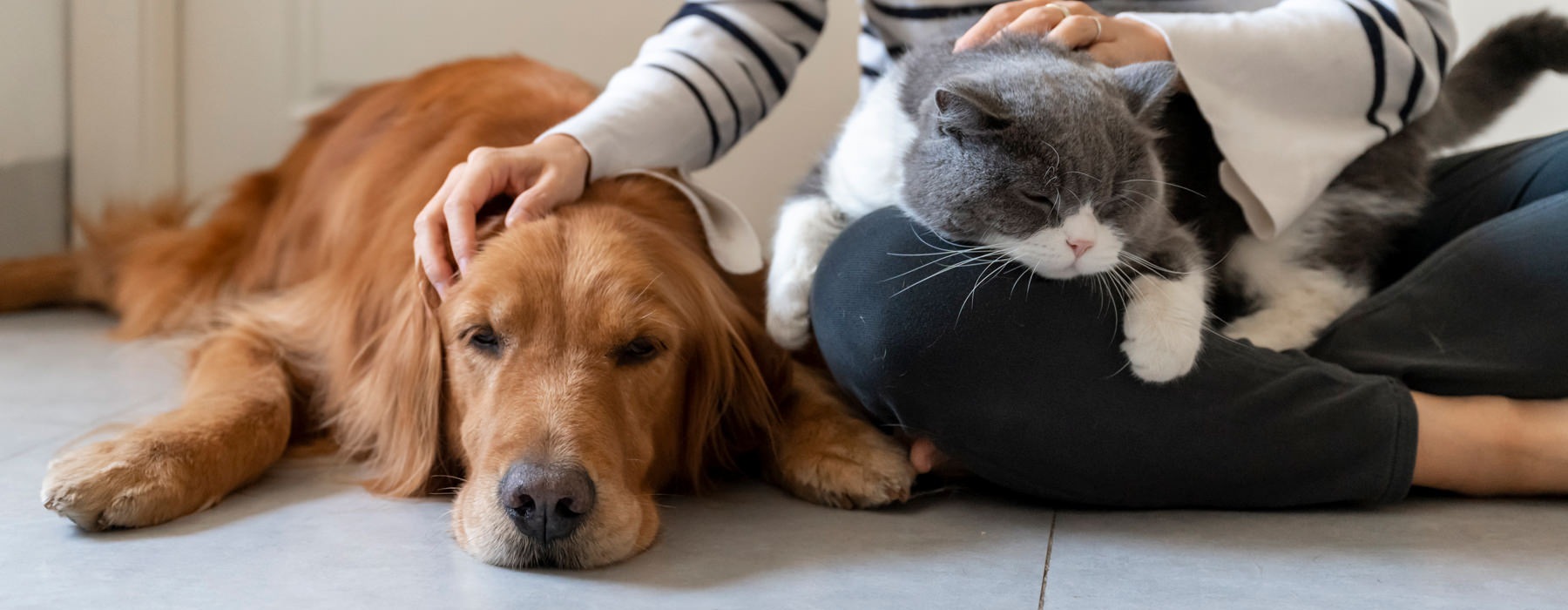 a person petting a dog with a cat in thier lap