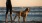 a dog standing on a beach