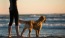 a dog standing on a beach