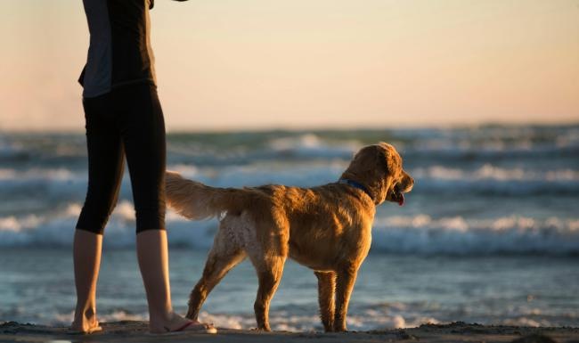 a dog standing on a beach